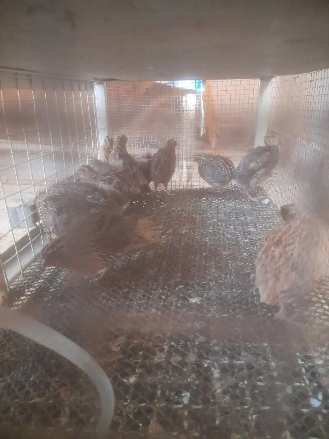 بلدرچین بالغ|حیوانات مزرعه|شیراز, قلات|دیوار