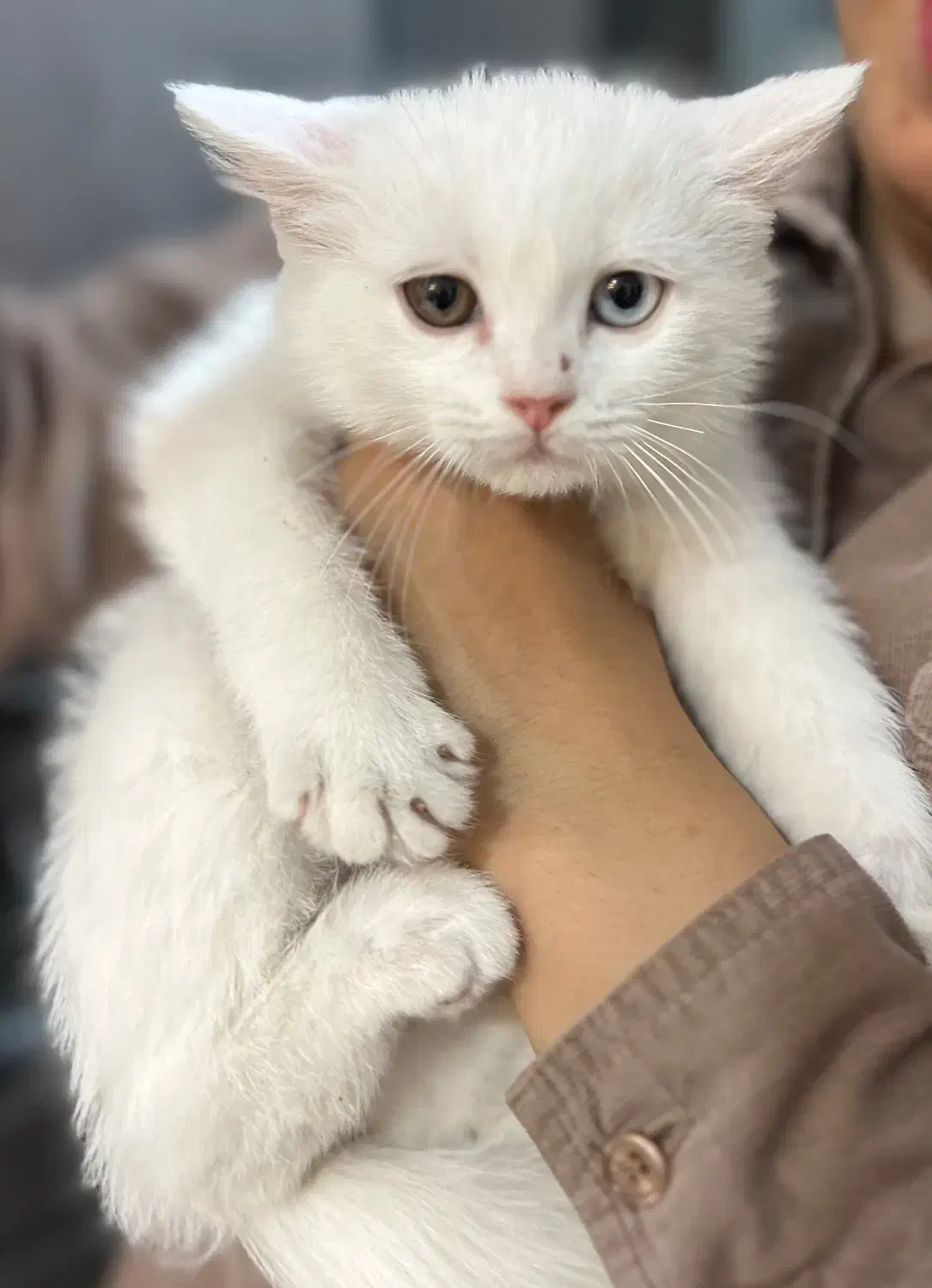 واگذاری غیر رایگان گربه|گربه|بیرجند, |دیوار