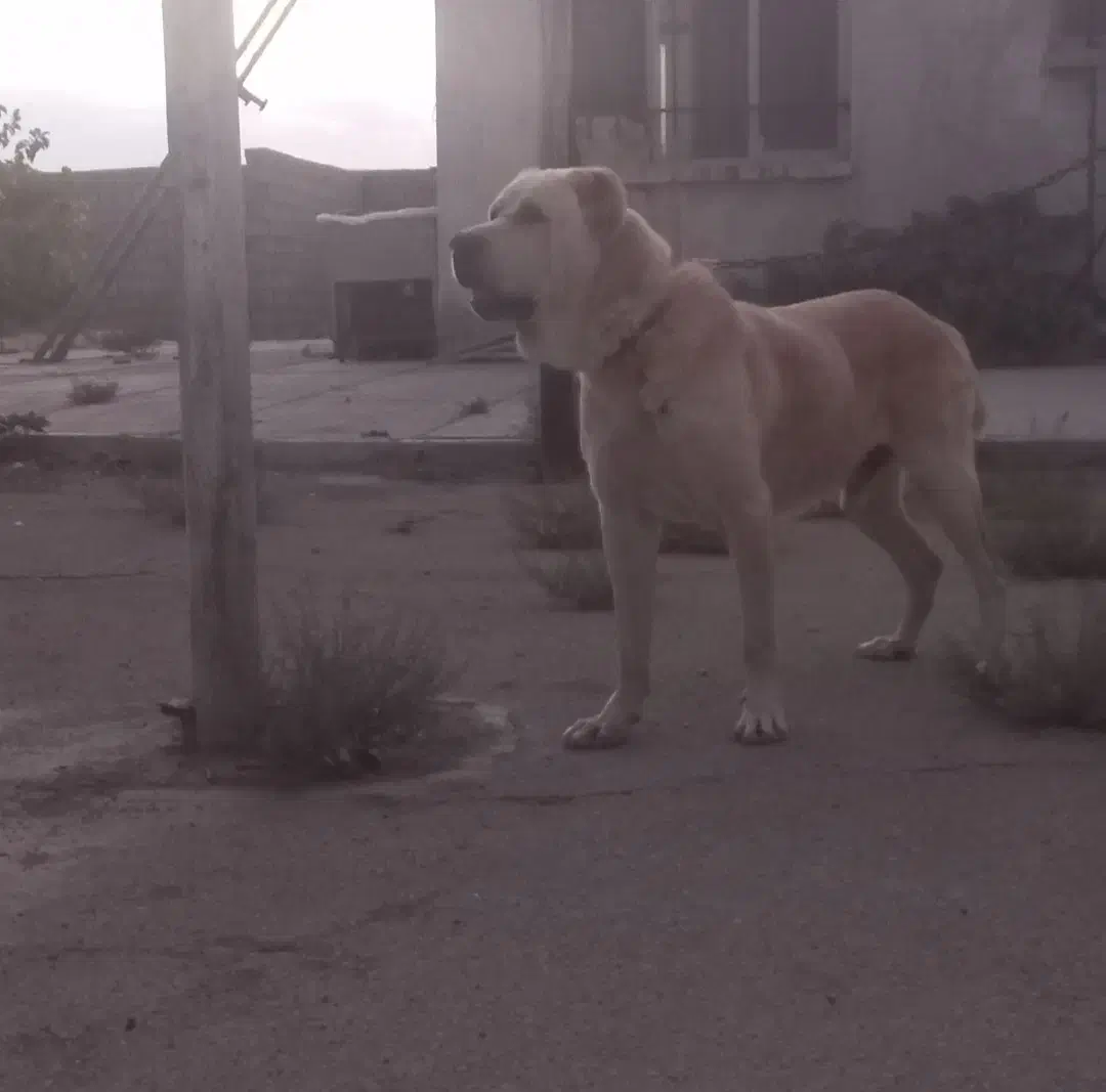 سگ الابای سفید|سگ|اصفهان, فرودگاه|دیوار
