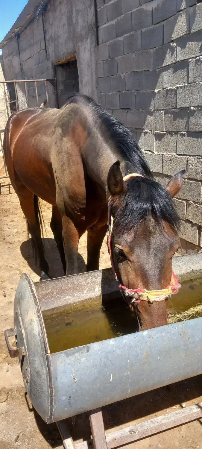 اسب نژاد ترکمن|اسب و تجهیزات اسب‌سواری|دامغان, |دیوار