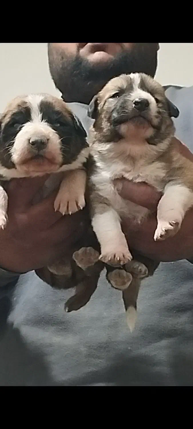 توله سرابی|سگ|اصفهان, رهنان|دیوار