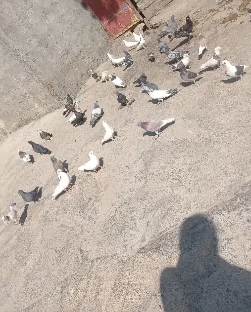 پرنده|پرنده|لوداب, |دیوار