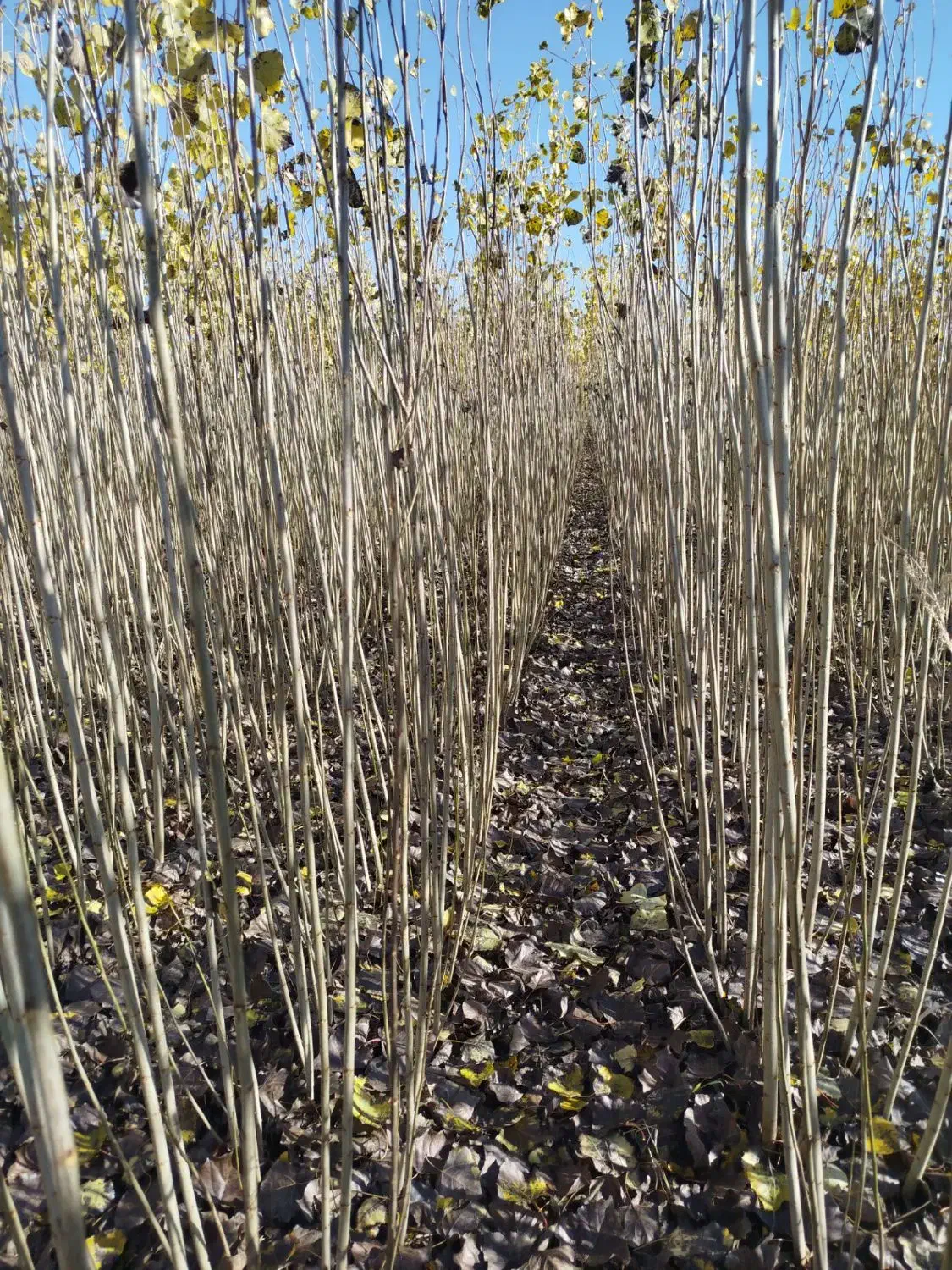 نهال صنوبر نیگرا|خدمات باغبانی و درختکاری|شازند, |دیوار