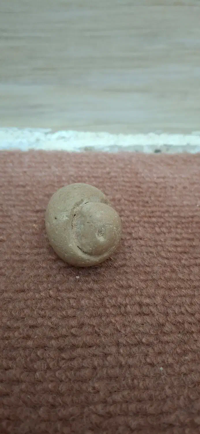 فسیل حلزون|کلکسیون اشیاء عتیقه|بندر گناوه, |دیوار