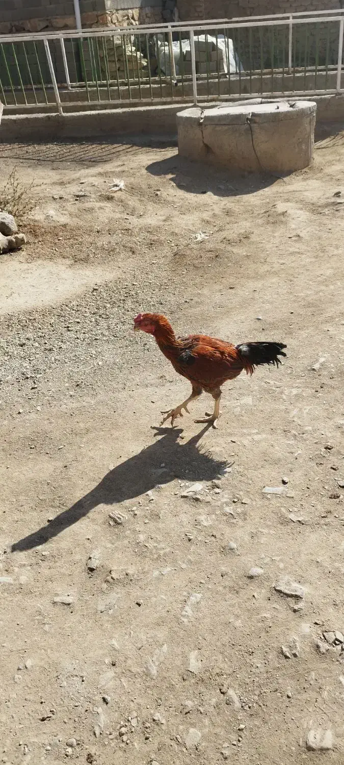 خروس لاری|حیوانات مزرعه|امام, |دیوار