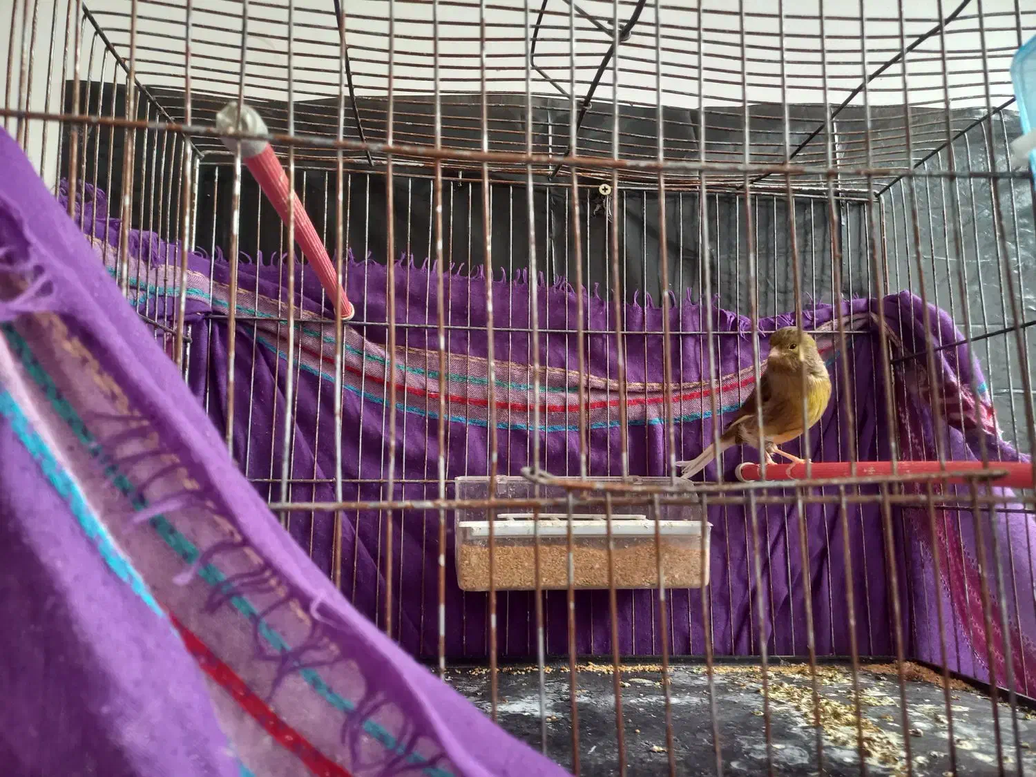 قناری|پرنده|یزد, |دیوار