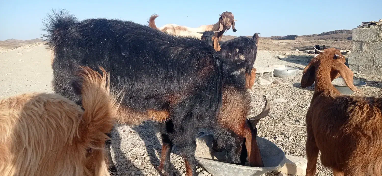 گوسفند تروشت|حیوانات مزرعه|هیدوچ, |دیوار