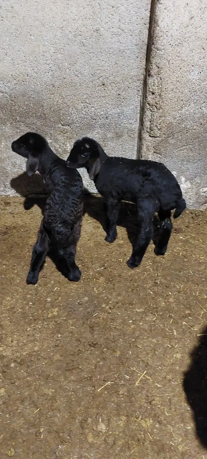 دو عدد گوسفند عالی و درشت|حیوانات مزرعه|خان ببین, |دیوار