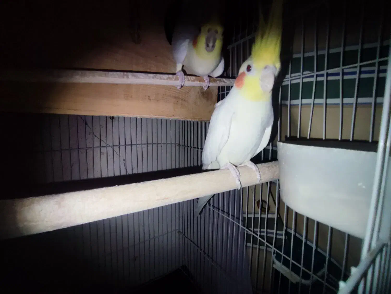 عروس هلندی|پرنده|جم, |دیوار