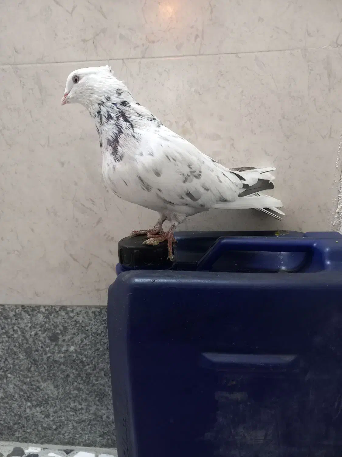 کفتر اصفهانی|پرنده|برخوار, |دیوار