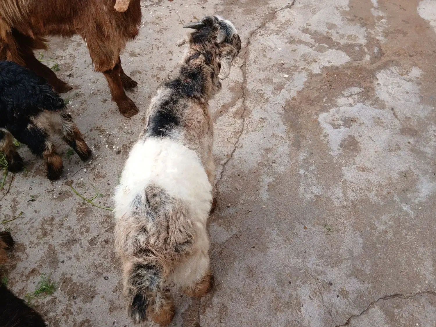 چند راس بز وبیگ|حیوانات مزرعه|دزفول, |دیوار