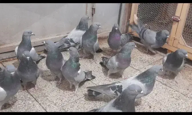 کبوتر سبز شمرونی|پرنده|مشکین‌دشت, |دیوار