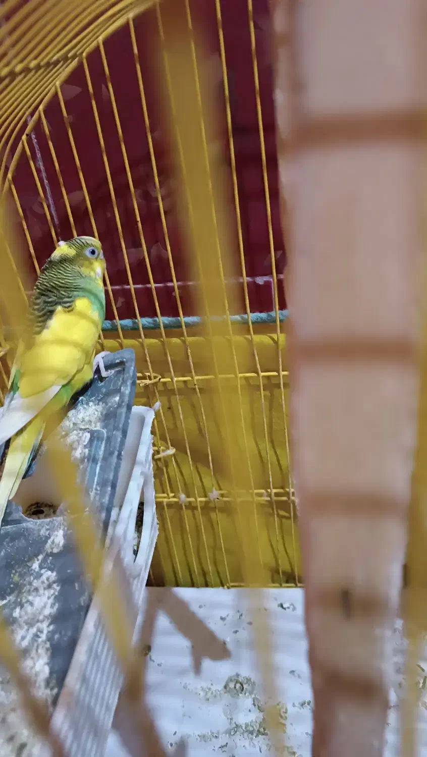 مرغ عشق ماده شرط تخم گذار|پرنده|سوسنگرد, |دیوار