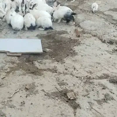 خرگوش|موش و خرگوش|زابل, |دیوار