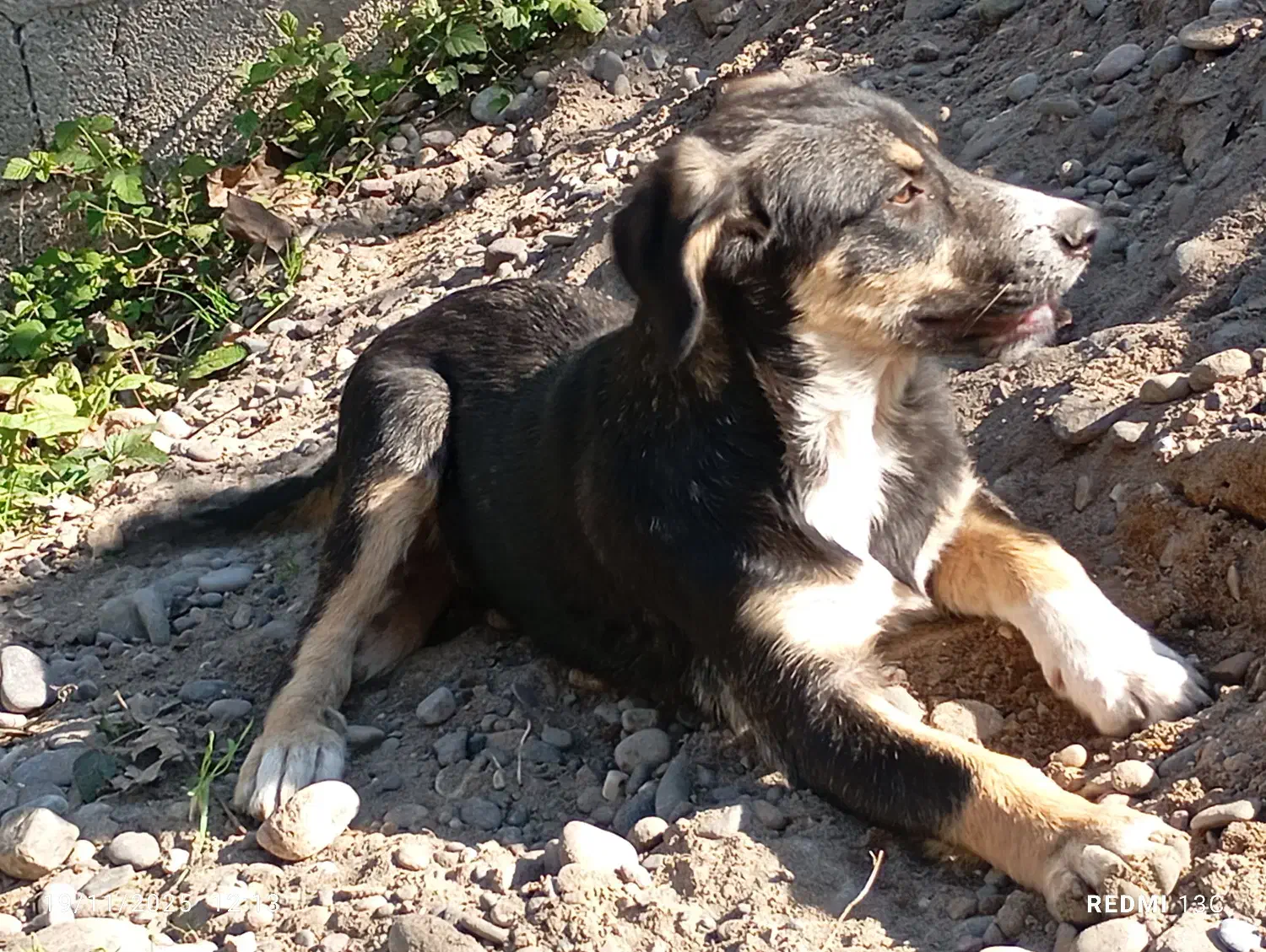 واگذاری سگ|سگ|کوچصفهان, |دیوار