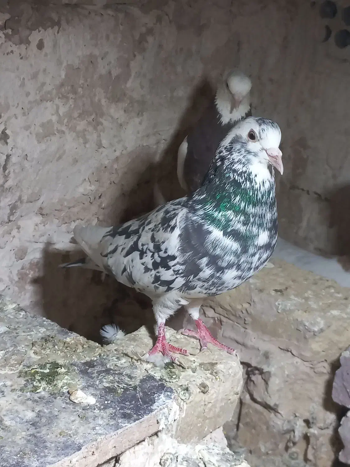 پرنده هفرنگ گمشده|پرنده|سبزوار, غرب نیروگاه|دیوار