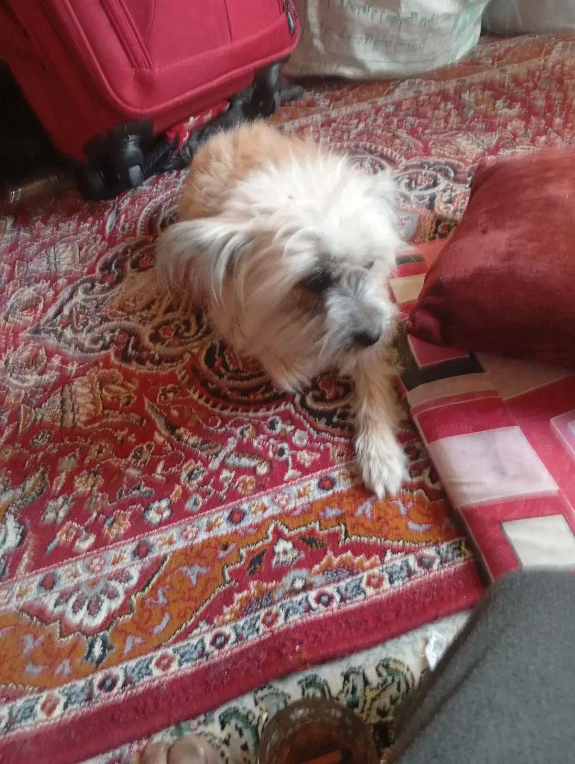 سگ تریر|سگ|کاشان, یزد‌آباد|دیوار