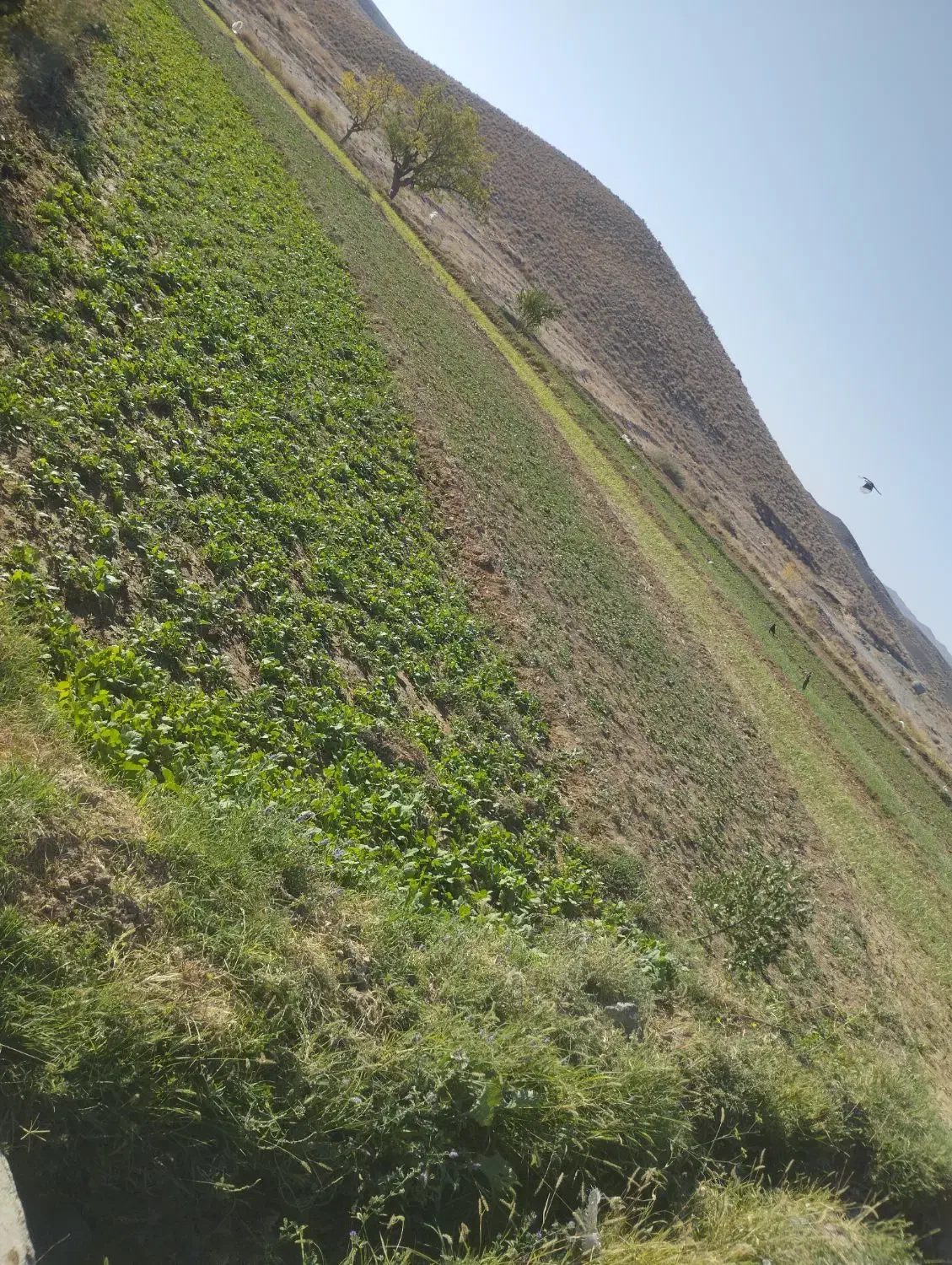 شلغم خوردنی عمده|خوردنی و آشامیدنی|مود, |دیوار