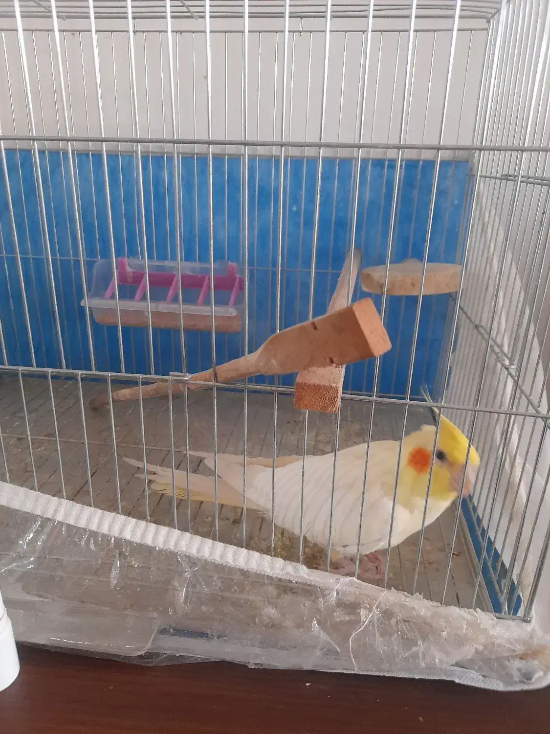 عروس هلندی|پرنده|مشگین شهر, |دیوار