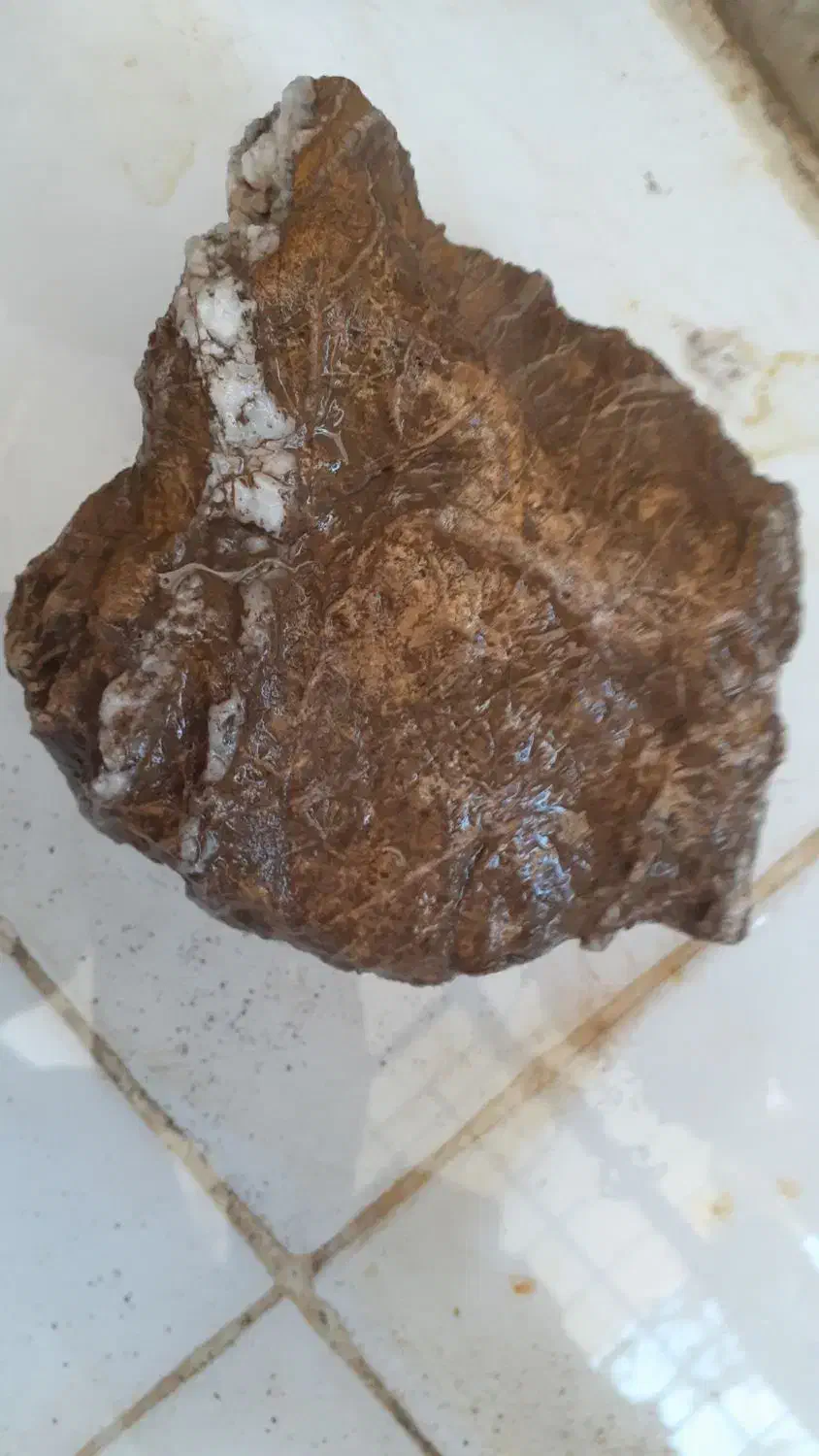 سنگ فسیلی|جواهرات|گرگان, |دیوار