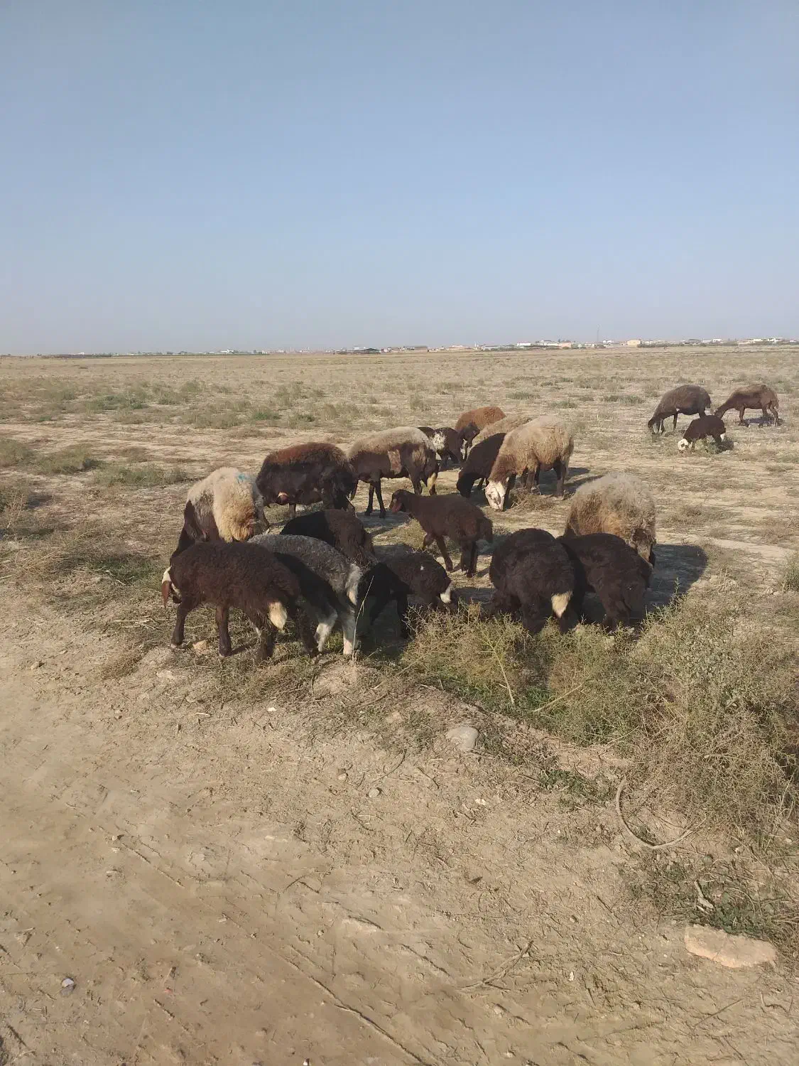 ۱۵راس بره دار|حیوانات مزرعه|سیمین شهر, |دیوار