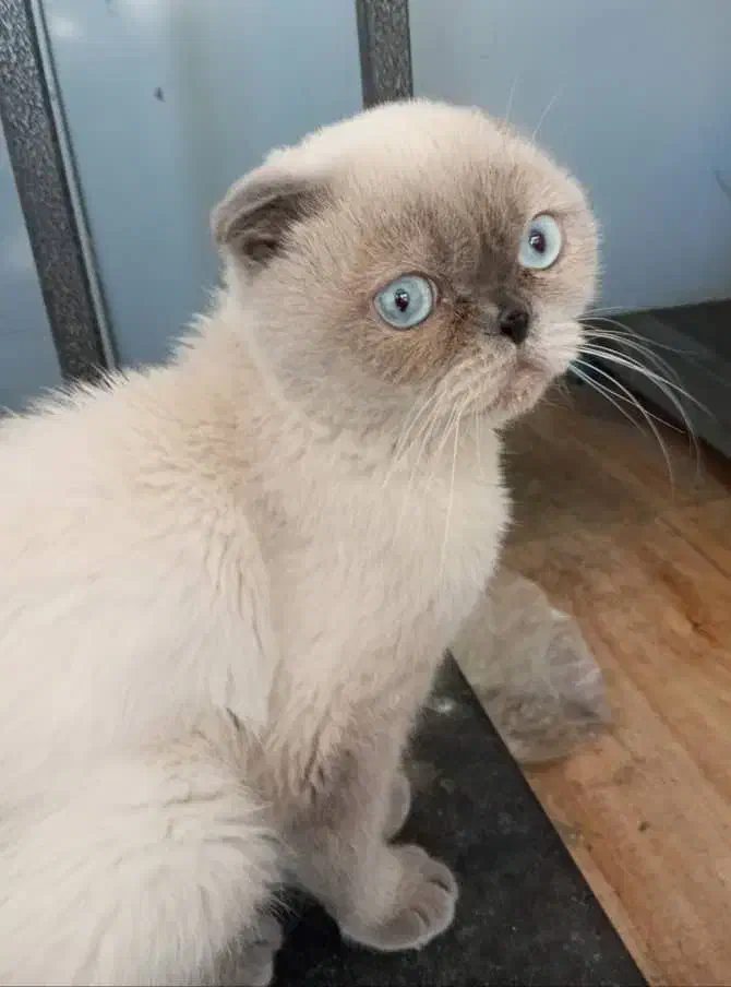 بریتیش نر یک ساله|گربه|تبریز, |دیوار