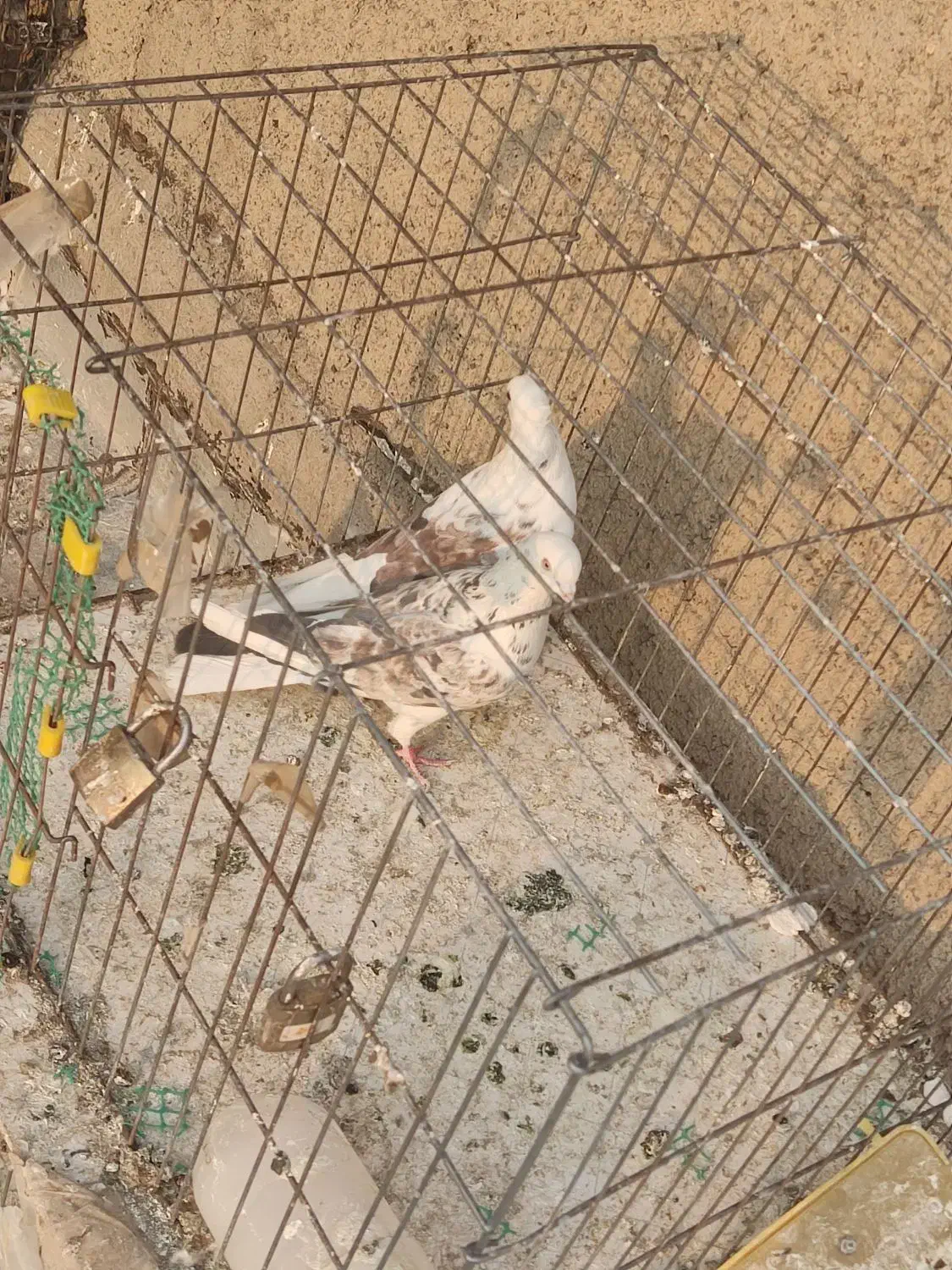 یک جفت کفتر نر و ماده دوکت سرور مهر|پرنده|سلفچگان, |دیوار