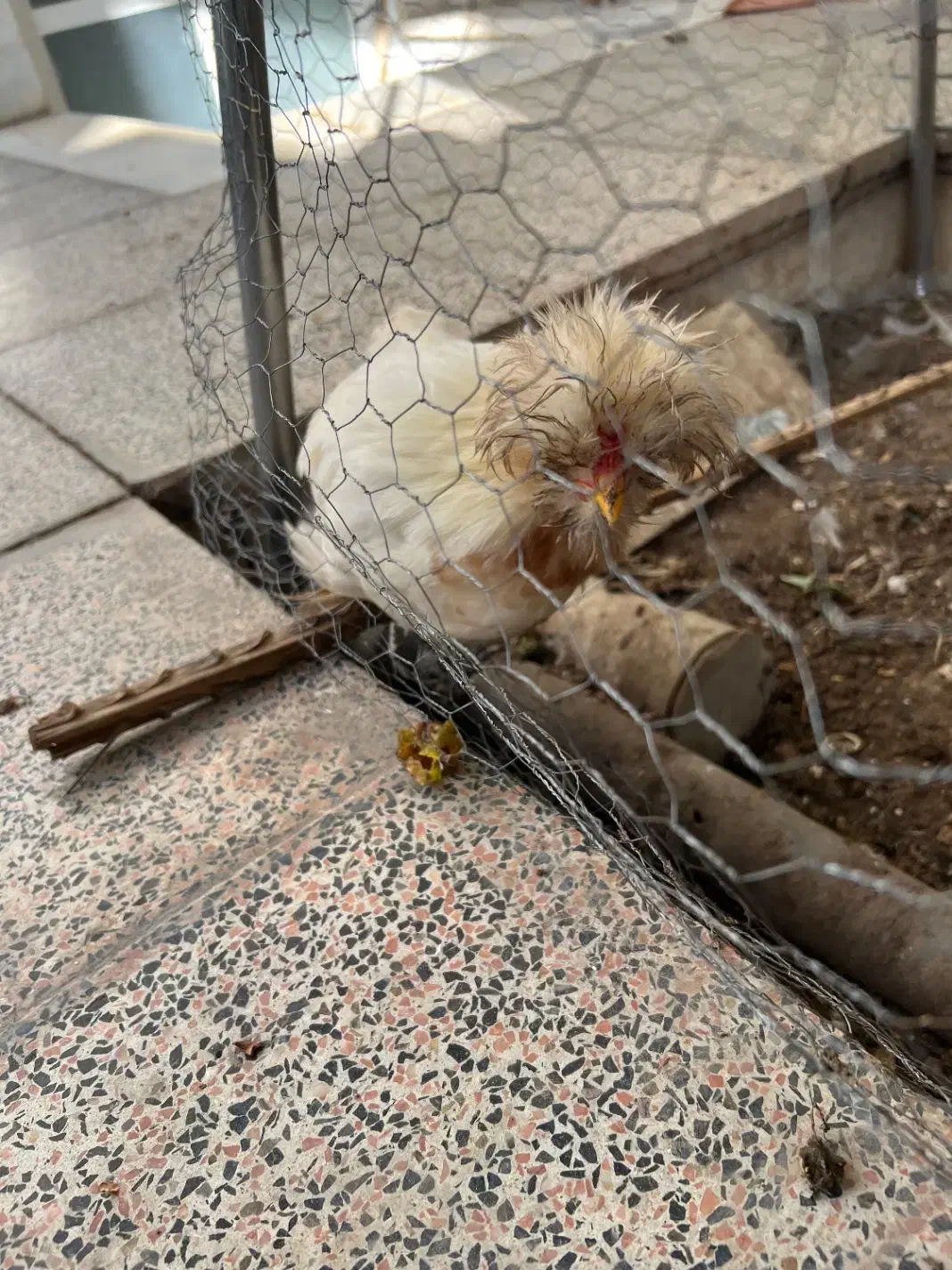 مرغ و خروس سلطان|حیوانات مزرعه|اردکان, |دیوار