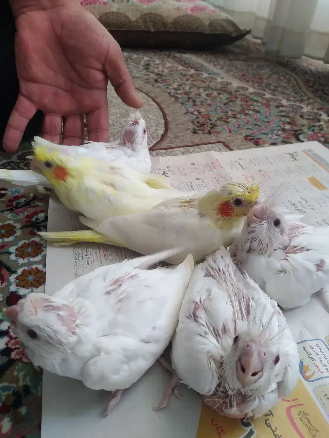 جوجه عروس هلندی|پرنده|طبس, |دیوار