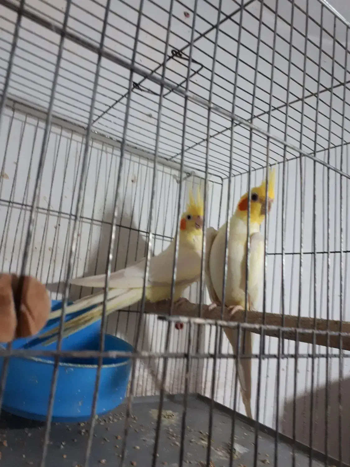 عروس هلندی جفت|پرنده|رشت, شالکو|دیوار