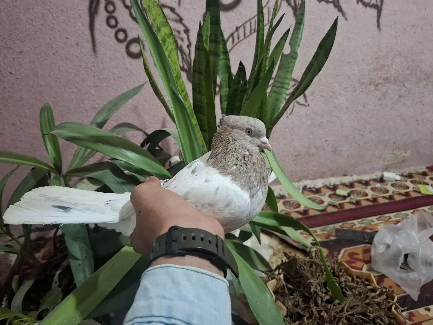 کبوتر کله|پرنده|فیروزآباد (فارس), |دیوار