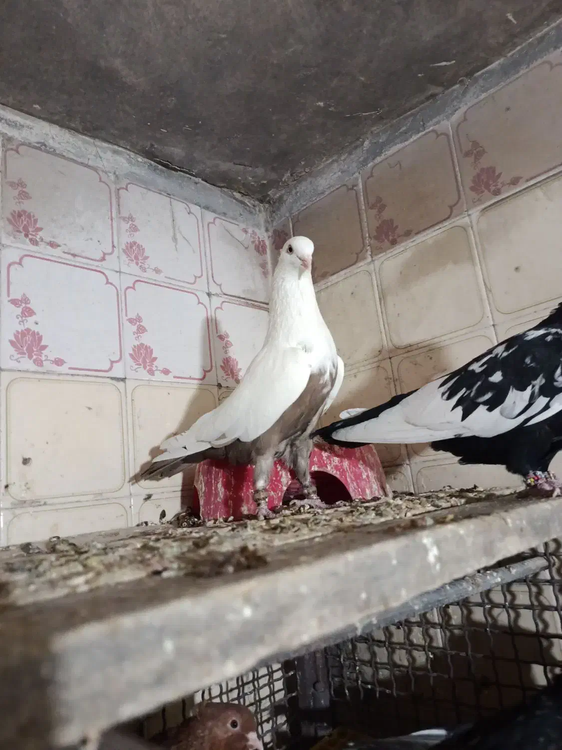 دمقهوای|پرنده|آباده, |دیوار