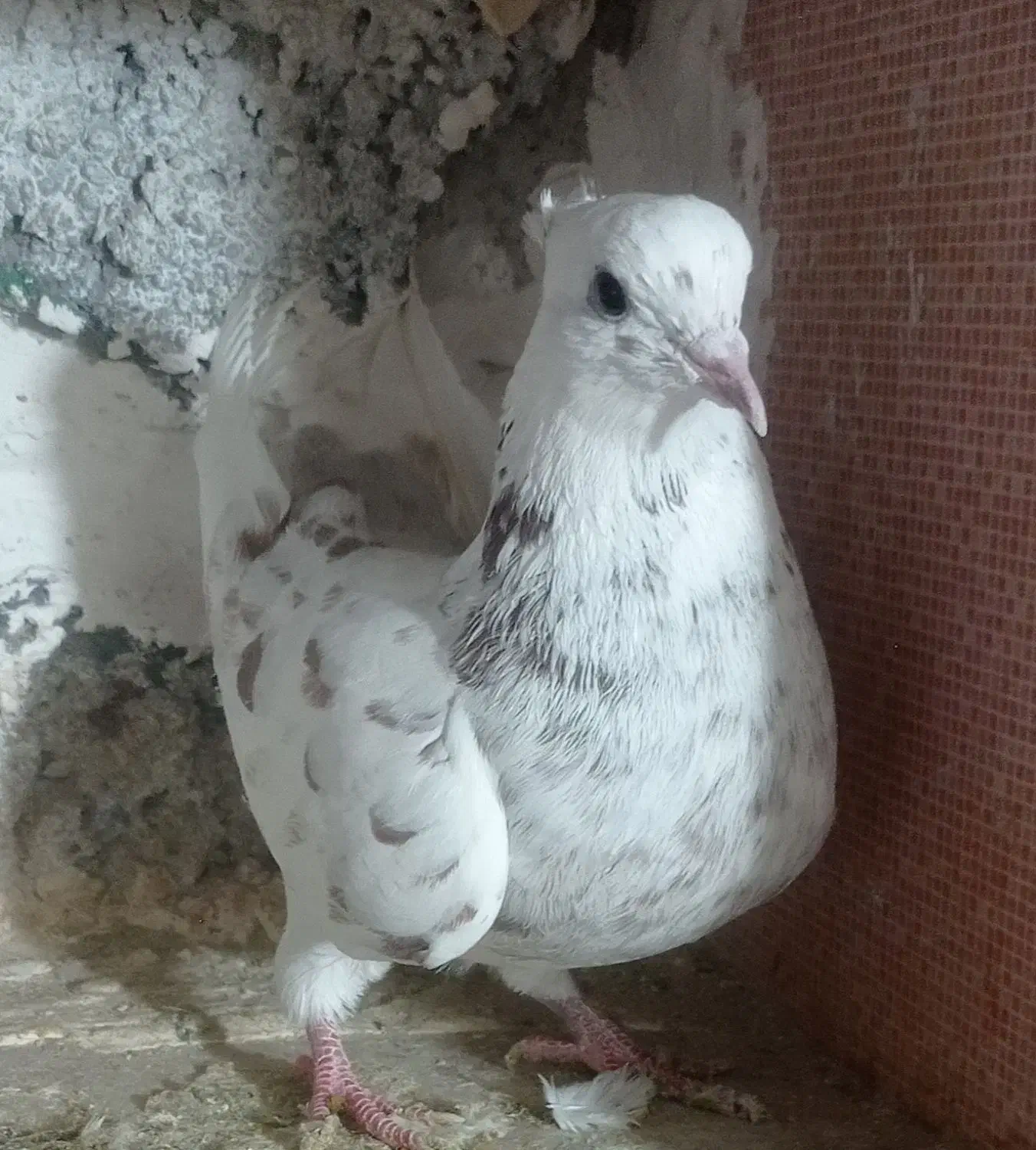 طوقی|پرنده|عجب شیر, |دیوار