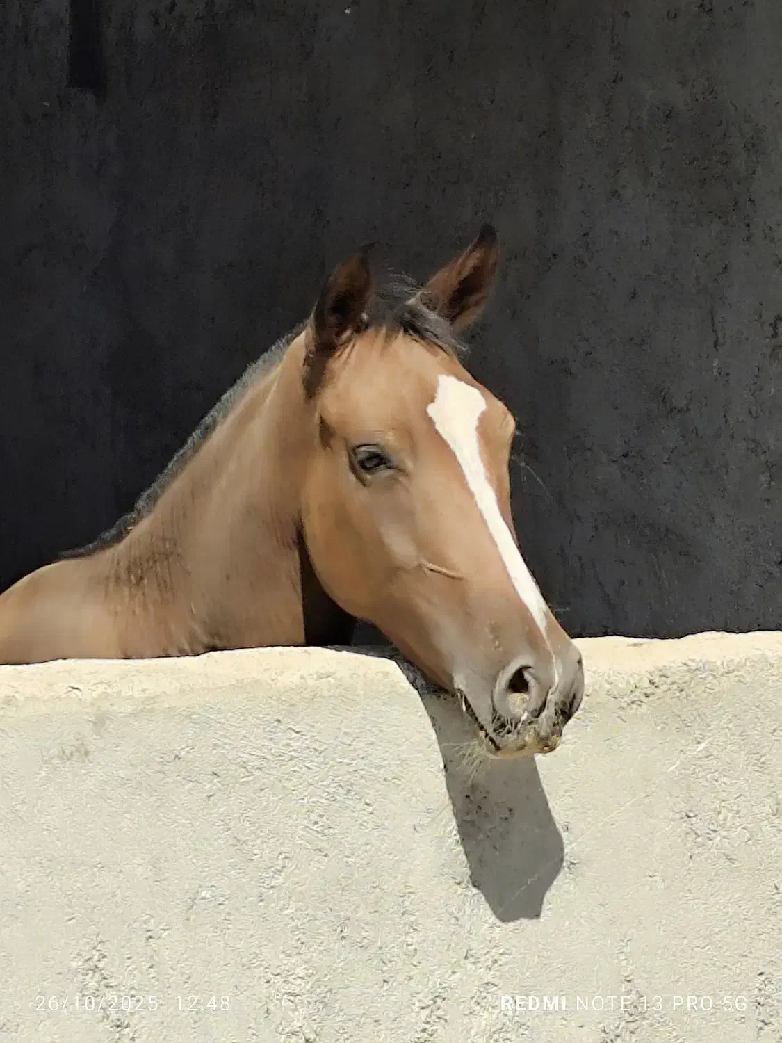 کره  اسب نریان|اسب و تجهیزات اسب‌سواری|برازجان, |دیوار