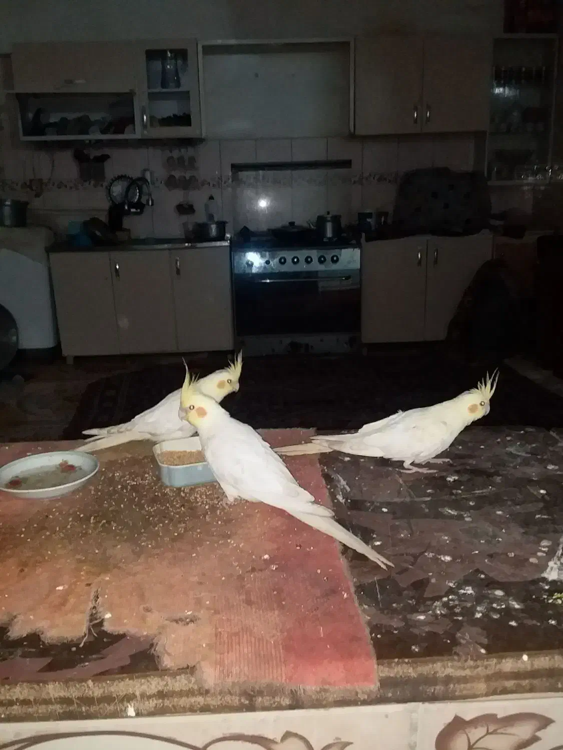 دو جفت عروس هلندی زیبا|پرنده|زهک, |دیوار