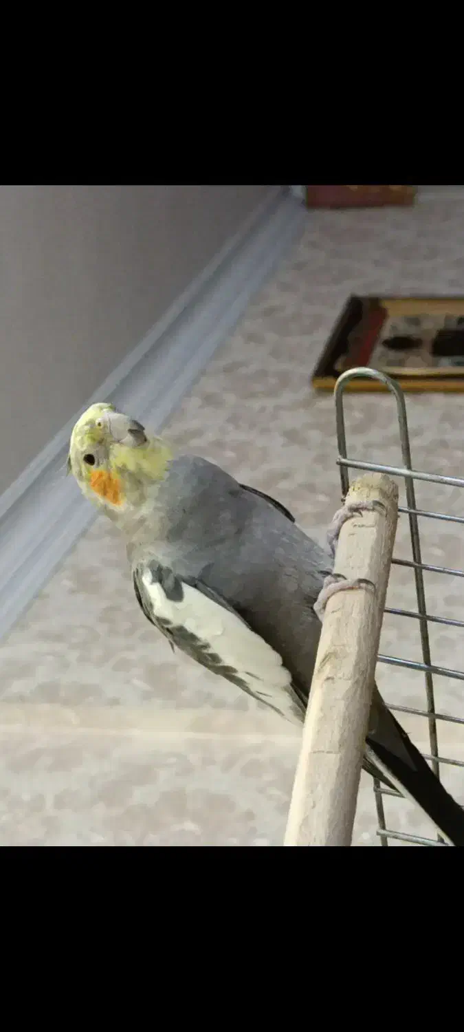 عروس هلندی گم شده|پرنده|خاش, |دیوار