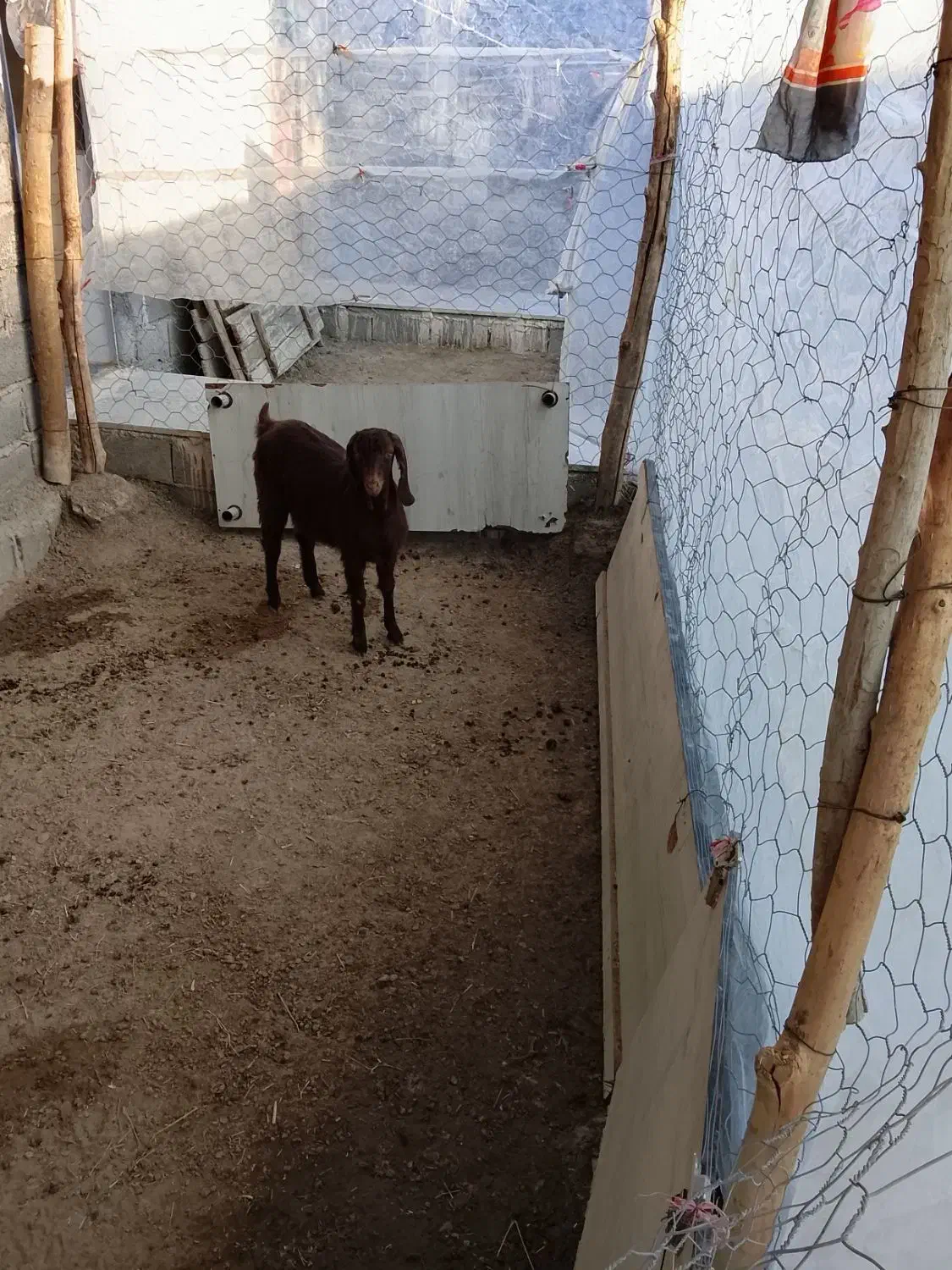 یک عدد بزغاله|حیوانات مزرعه|چناران, |دیوار