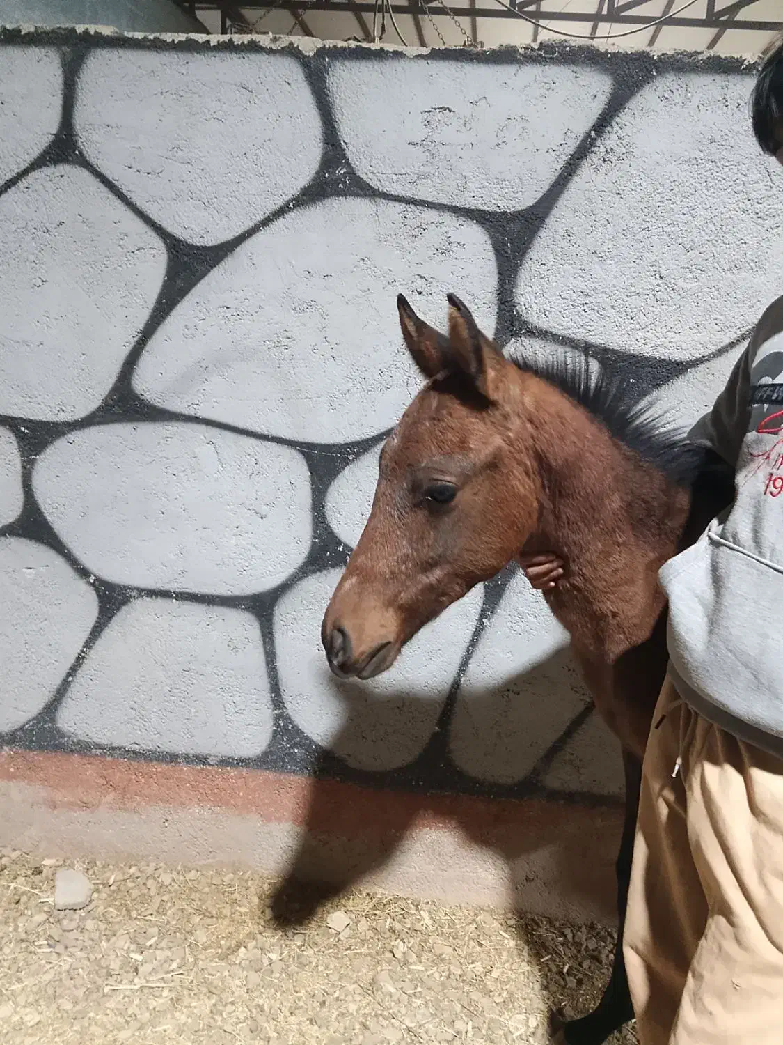 کره نر 5ماه عرب|اسب و تجهیزات اسب‌سواری|باقرشهر, |دیوار