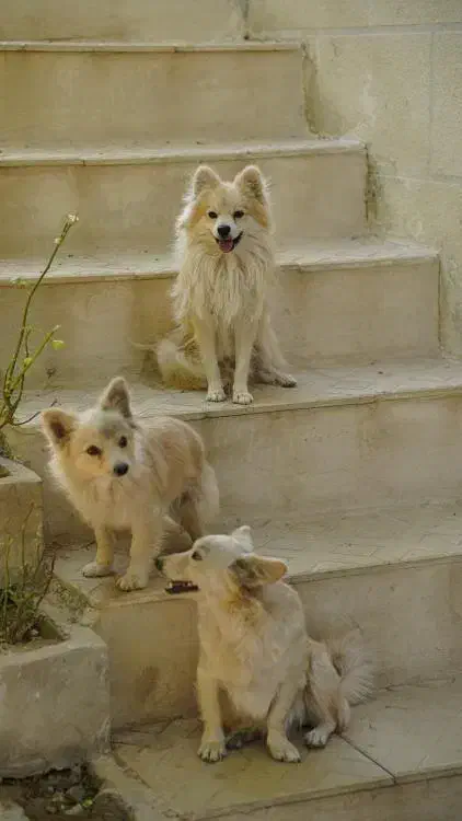 سگ پاکوتا پامرانین|سگ|تویسرکان, |دیوار