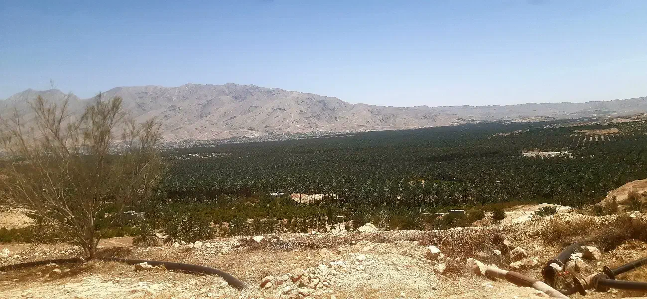 ماهر نخل|خدمات باغبانی و درختکاری|جهرم, |دیوار