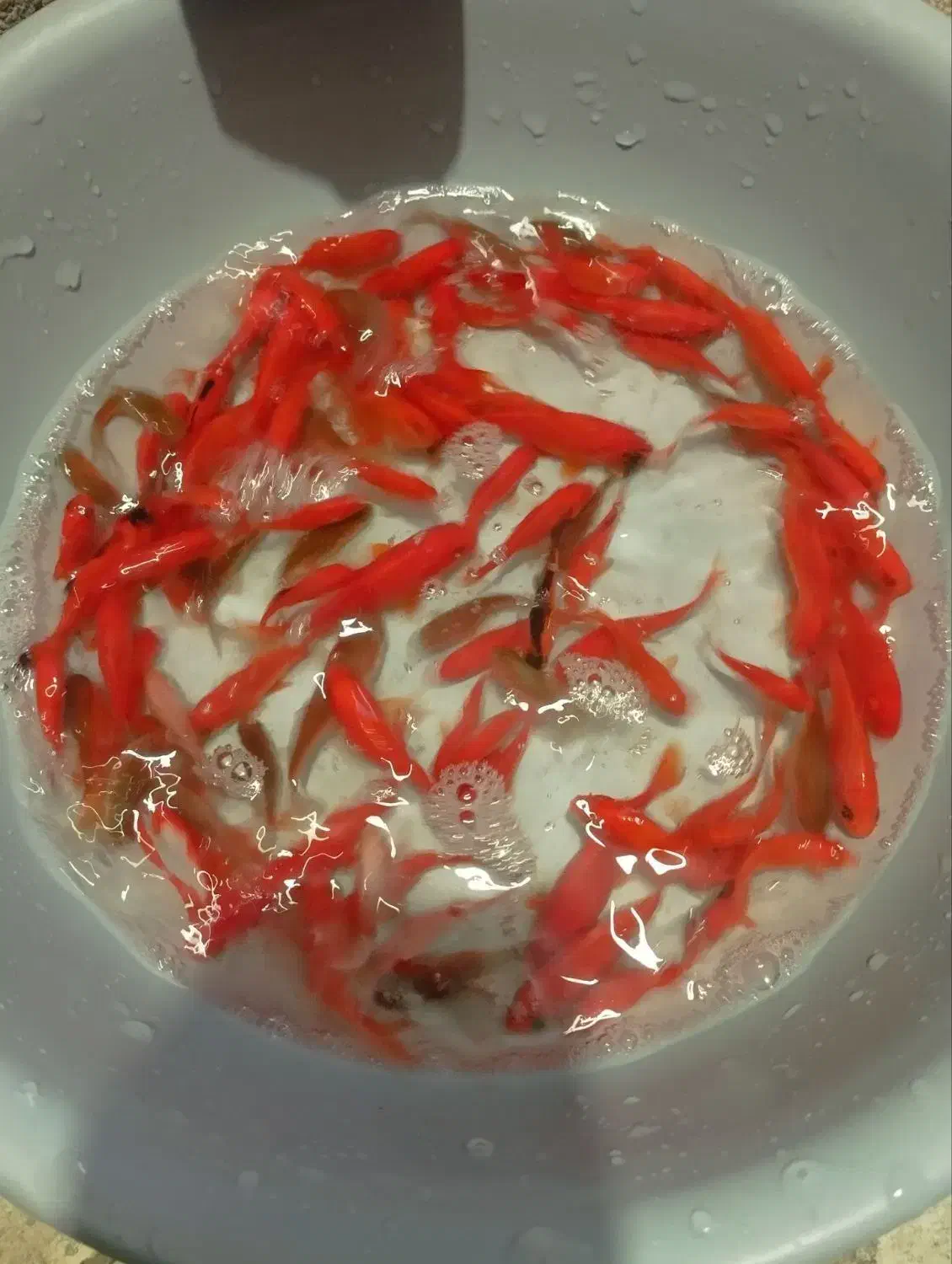 ماهی قرمز شب عید|ماهی|بجنورد, |دیوار