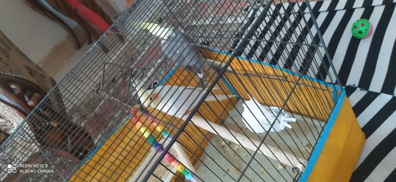 عروس هلندی لوتینو ماده|پرنده|کرج, شاهین‌ویلا|دیوار