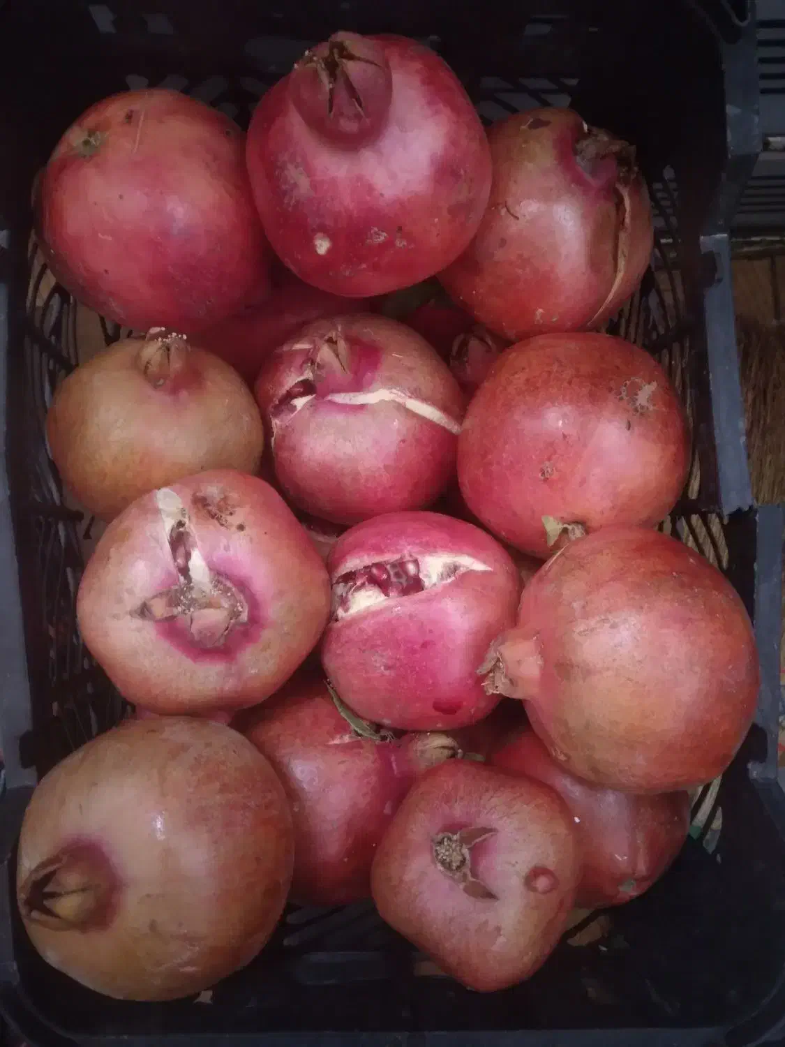 انار کهمره|خوردنی و آشامیدنی|شیراز, دارالرحمه|دیوار