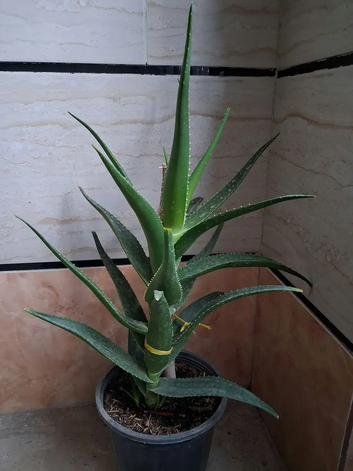 گلهای خانگی|گل و گیاه طبیعی|آبیک, |دیوار