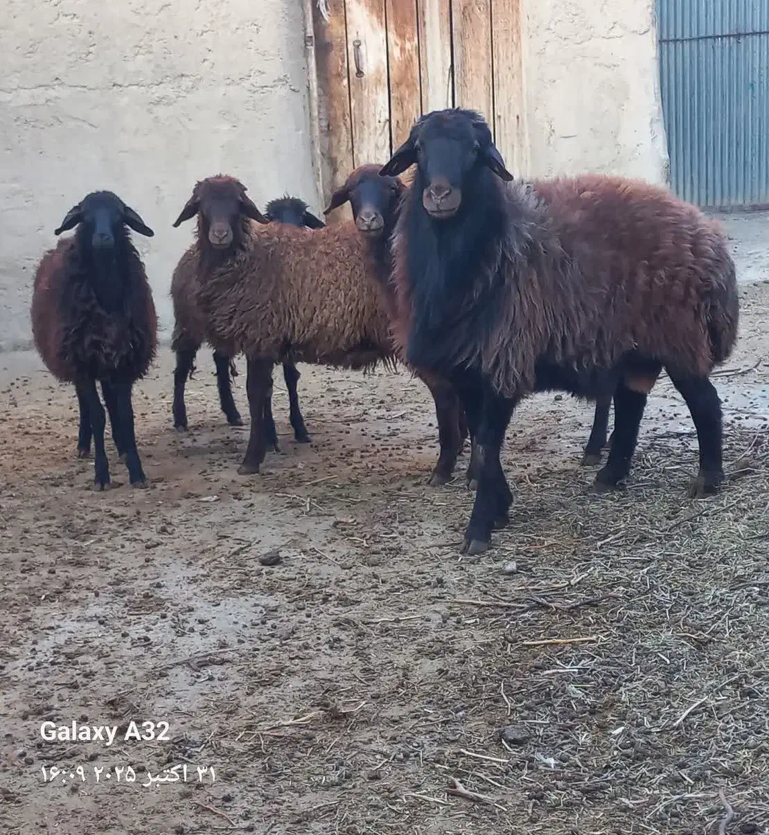 بره نر و ماده پروار۲۰تا60کیلو|حیوانات مزرعه|سمنان, |دیوار