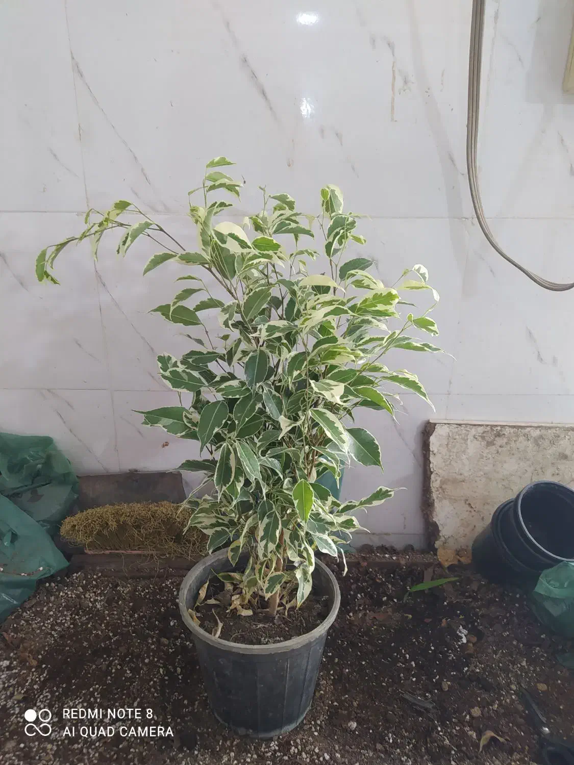 گل و گیاه بنجامین ابلق|گل و گیاه طبیعی|اهواز, سیصد دستگاه|دیوار