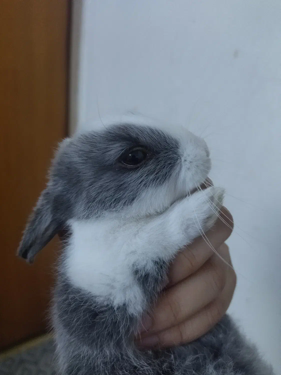 واگذاری بچه خرگوش|موش و خرگوش|لامرد, |دیوار