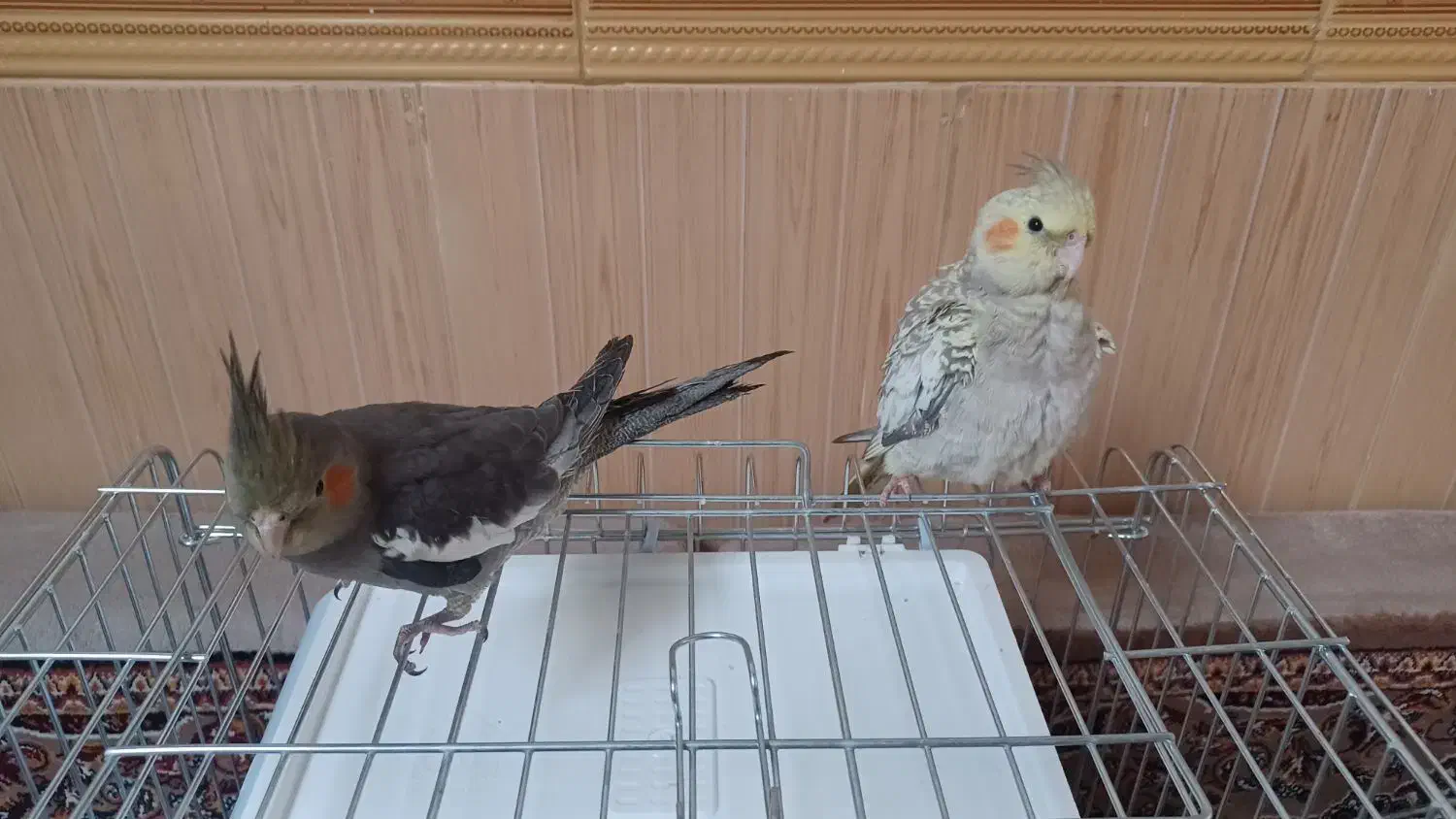 فروش یک جفت عروس هلندی|پرنده|درگزین, |دیوار