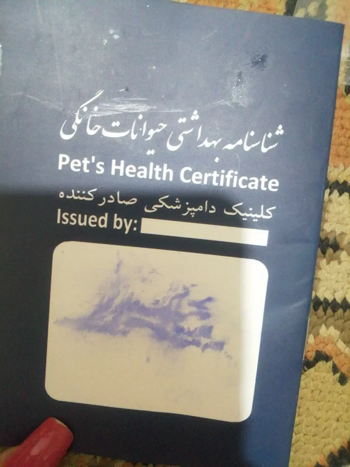 سگ پامر اشپیتیز|سگ|خرمشهر, |دیوار