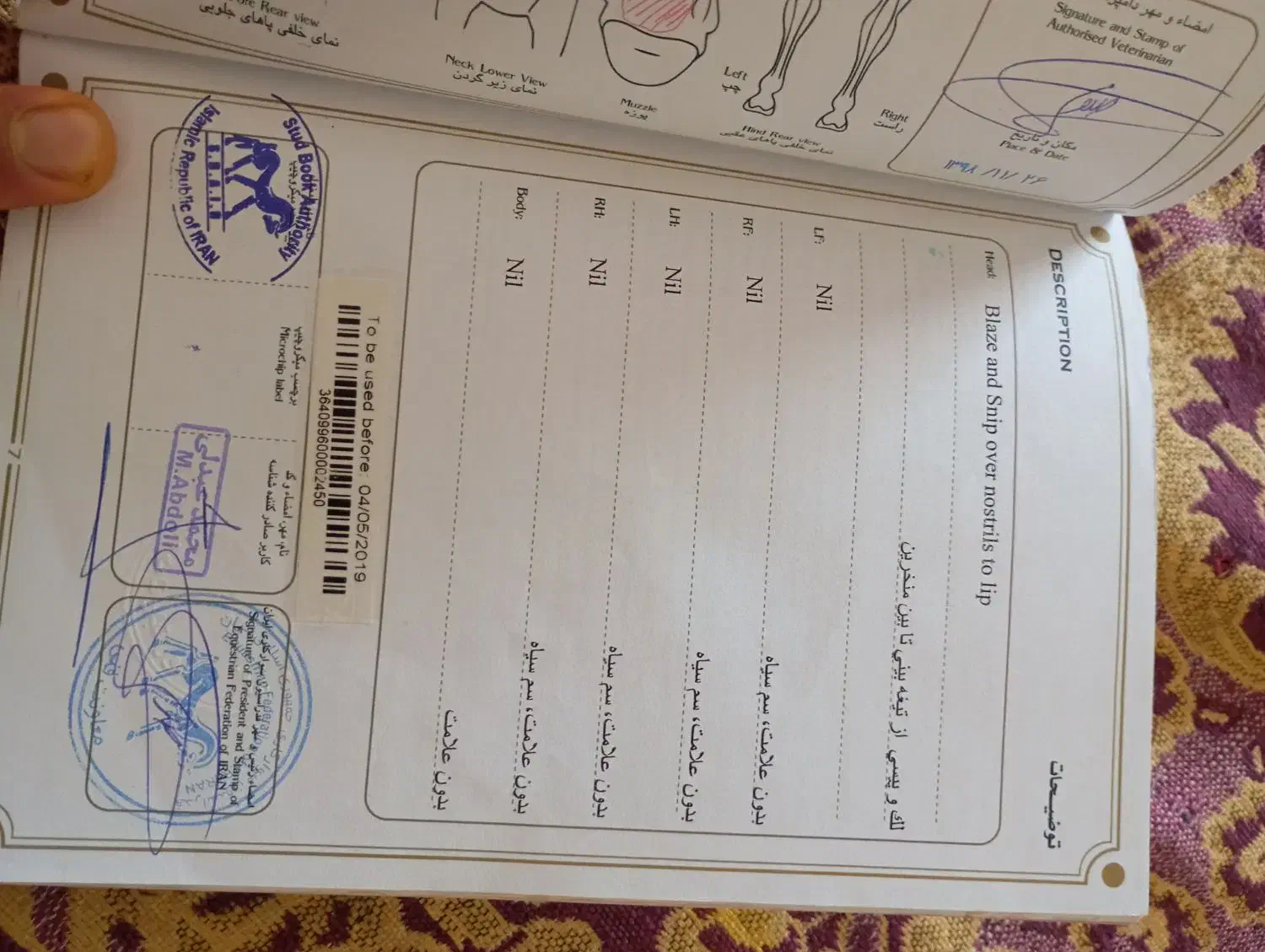 اسب نر دریون|اسب و تجهیزات اسب‌سواری|میاندوآب, |دیوار